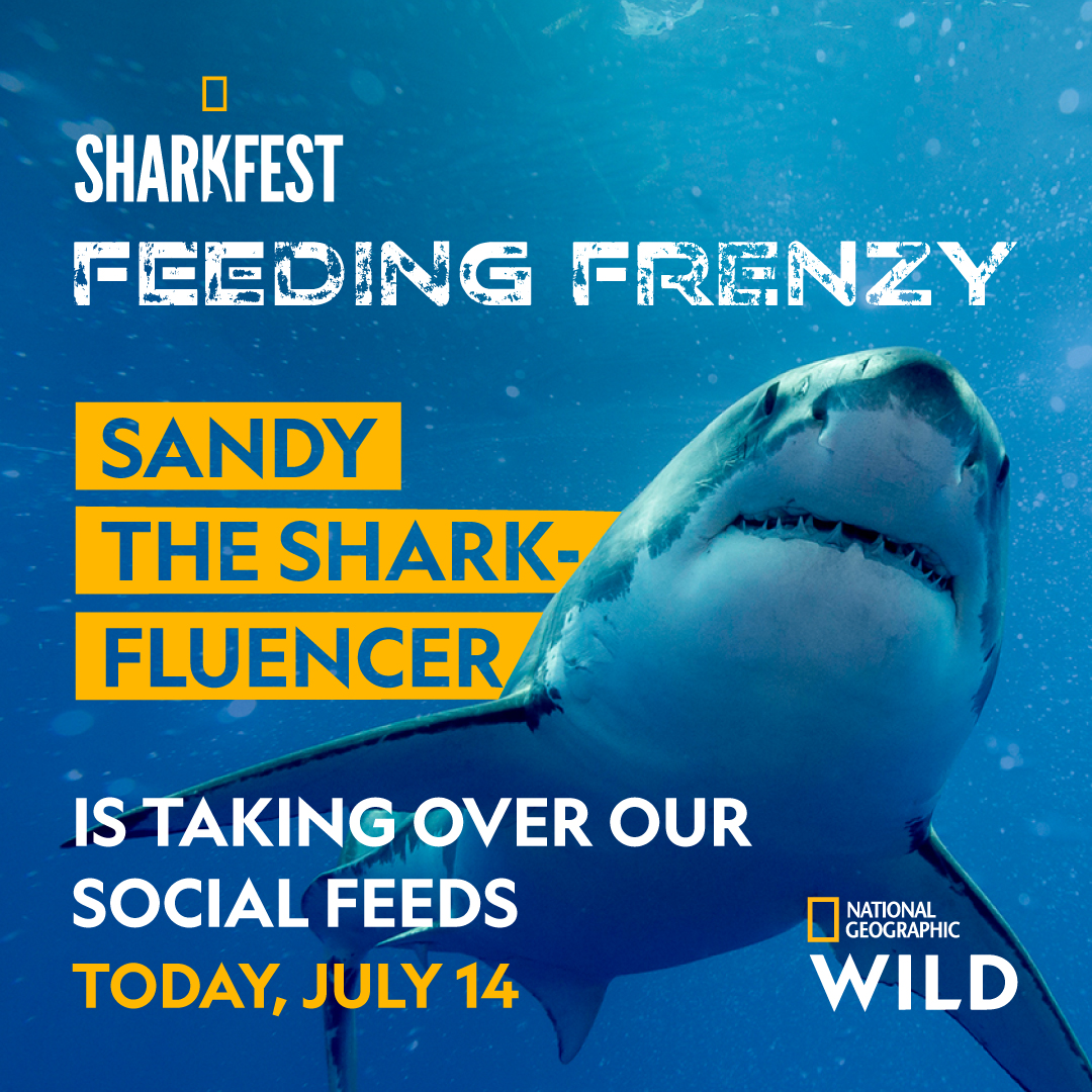 Gigawatt created the first "Sharkfluencer" as part of Sharkfest's social media marketing strategy